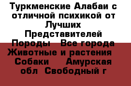 Туркменские Алабаи с отличной психикой от Лучших Представителей Породы - Все города Животные и растения » Собаки   . Амурская обл.,Свободный г.